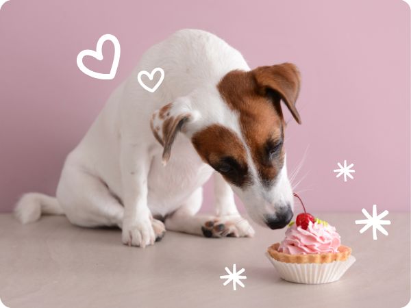 Psík s cupcakeom full